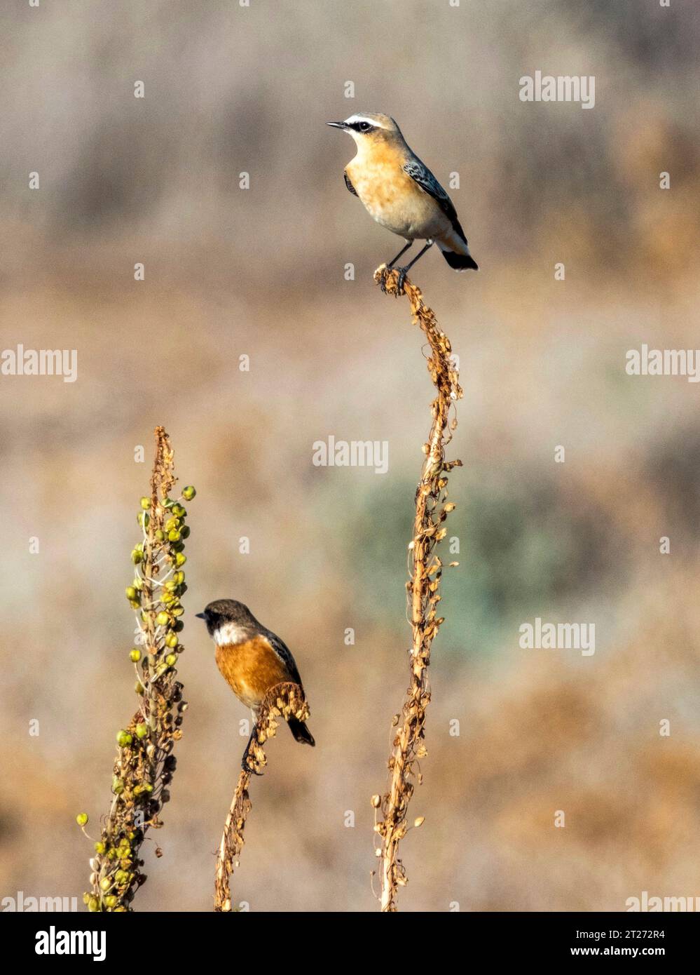 Wheatear settentrionale, (Oenanthe oenanthe) in primo piano e Stonechat , (Saxicola rubicola) dietro, Paphos, Cipro. Foto Stock