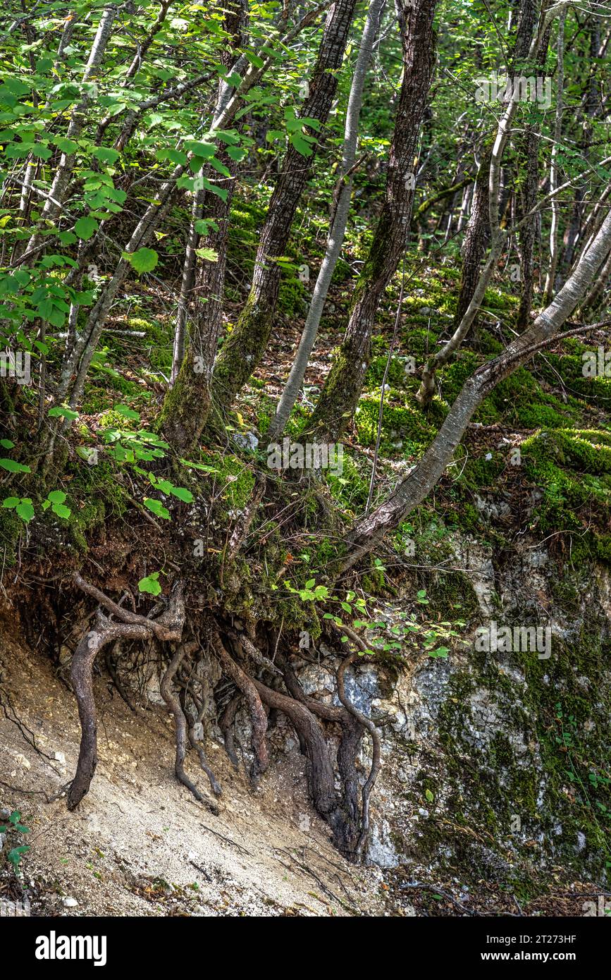 Le frane e il deflusso mostrano gli strati di terreno tenuti insieme dalle radici dei faggi. parco naturale regionale sirente-velino, abruzzo, italia, ue Foto Stock