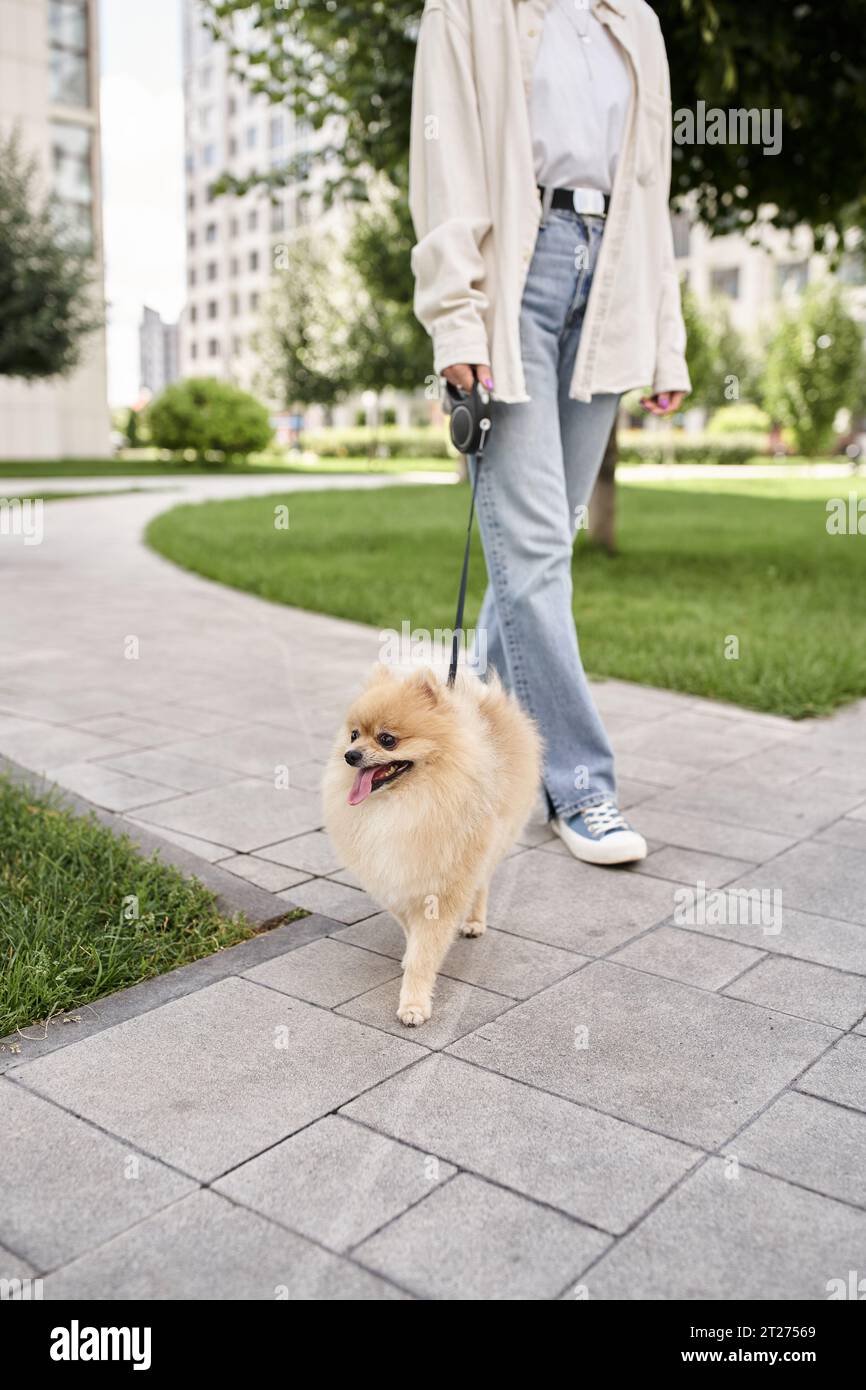 vista ravvicinata della donna che cammina con l'adorabile pomeranian spitz al guinzaglio della roulette, stile di vita urbano Foto Stock