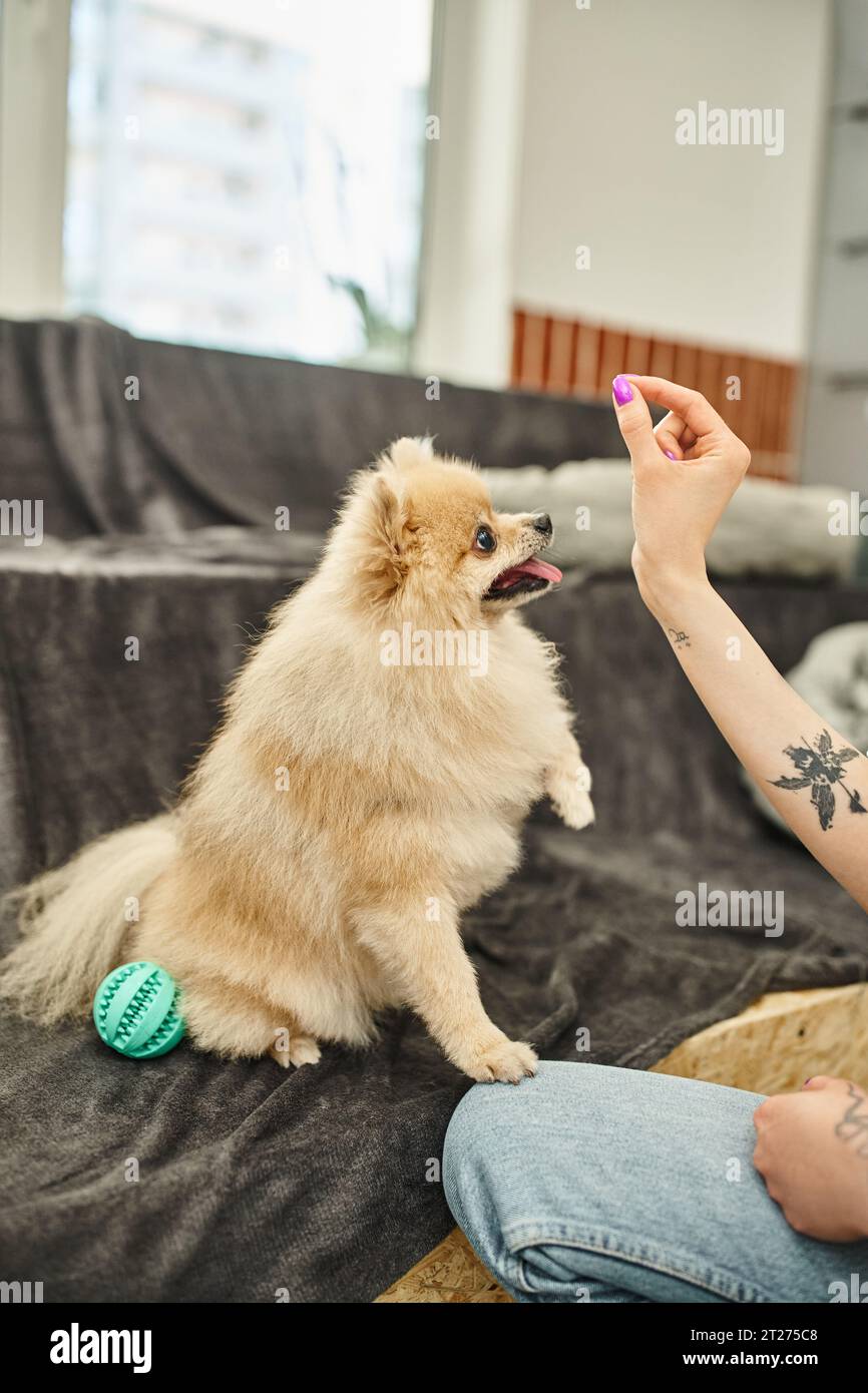vista ritagliata della dog sitter tatuata con trattamento vicino a un cane soffice durante la lezione di allenamento in un hotel per animali domestici Foto Stock