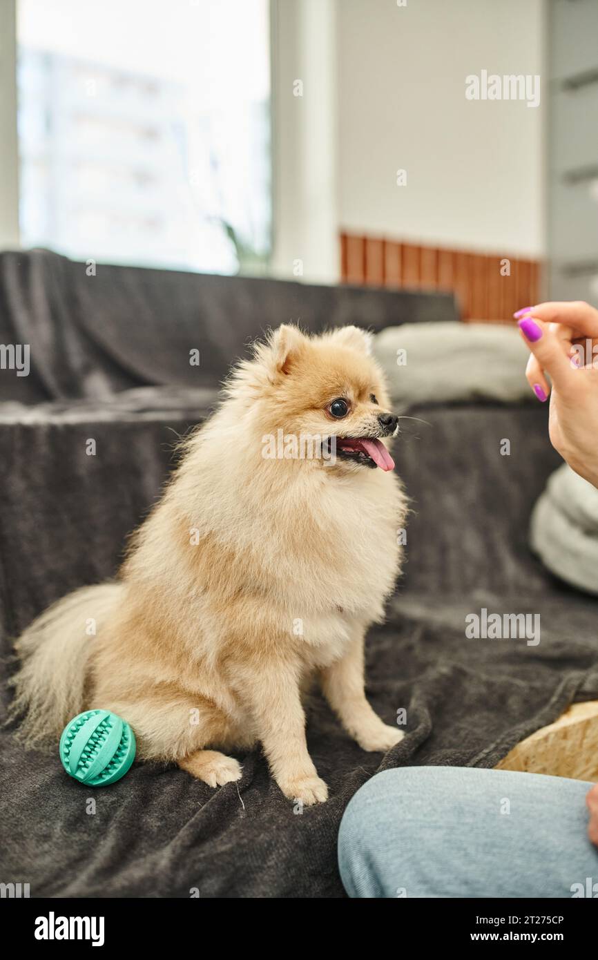 vista ritagliata della dog sitter che tiene un trattamento vicino allo spitz pomeranian durante la classe di obbedienza in un hotel per animali domestici Foto Stock