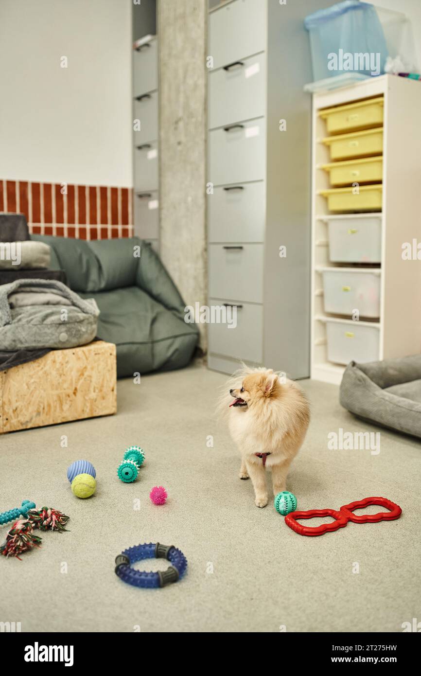 il gioioso spitz pomeranian si trova vicino a una serie di giocattoli diversi al piano in un moderno hotel per cani, tempo di gioco Foto Stock