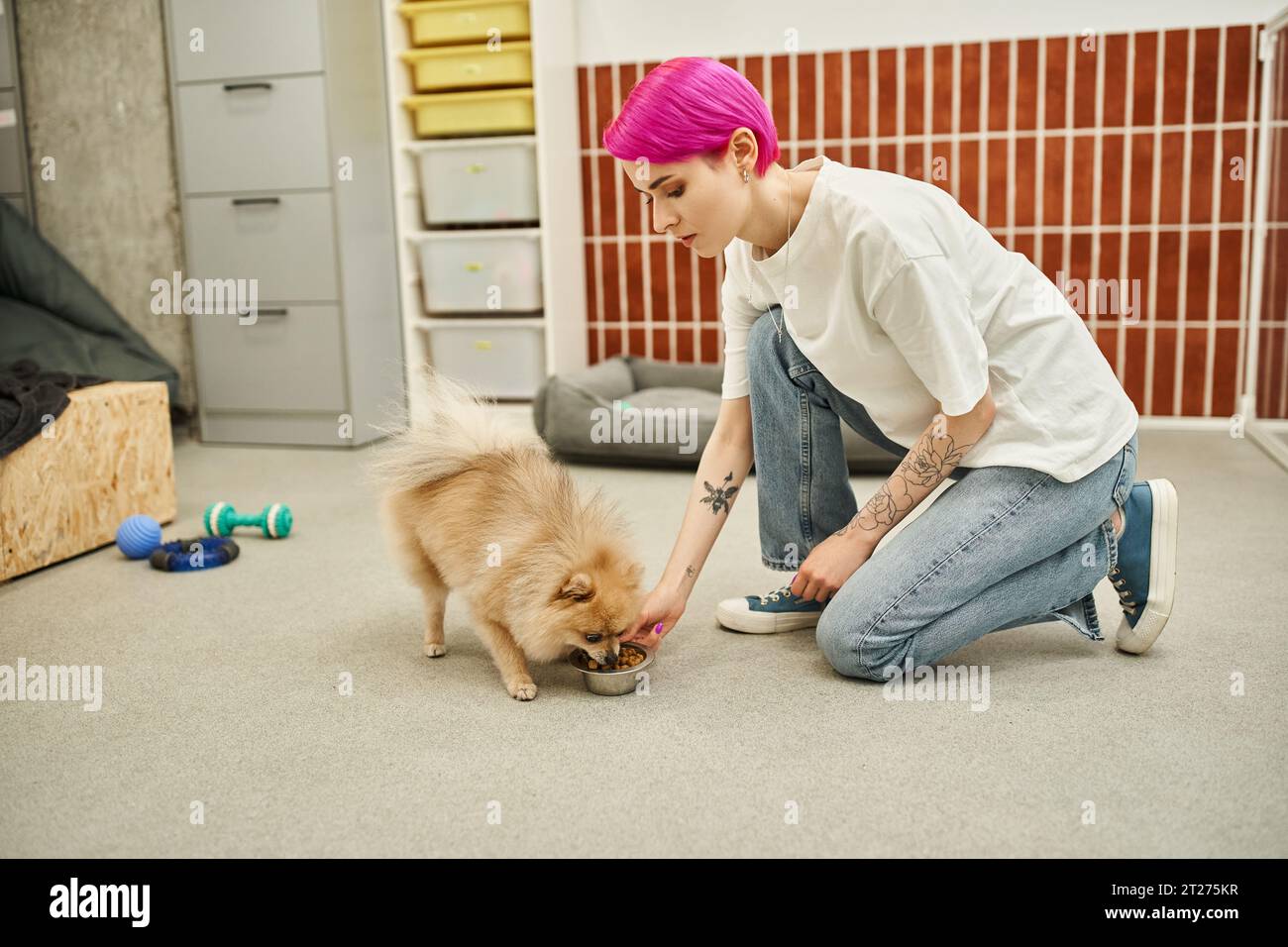 tempo di alimentazione in hotel per animali domestici, dog sitter dai capelli viola che dà da mangiare all'adorabile spitz della pomerania con ciottoli Foto Stock