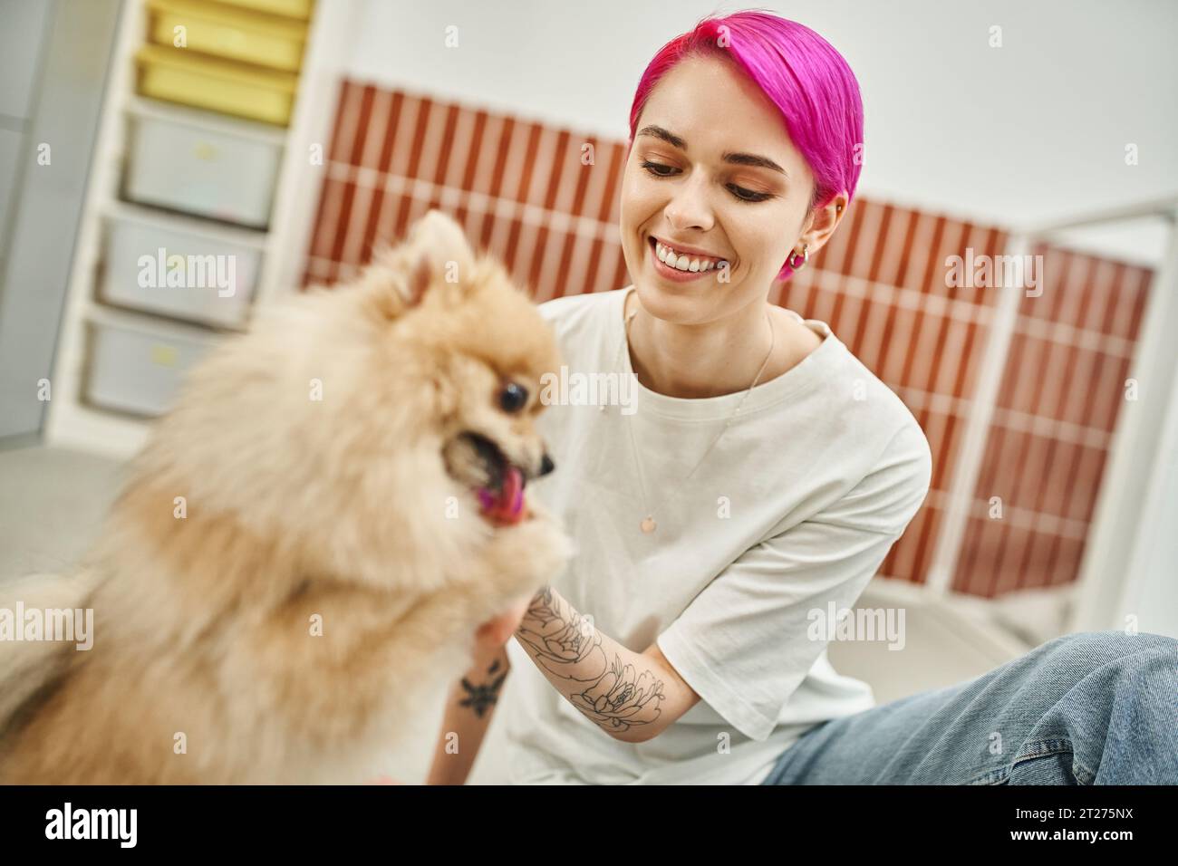 happy ed elegante dog sitter che tratta l'adorabile pomeranian spitz, corso di allenamento nell'accogliente hotel per animali domestici Foto Stock