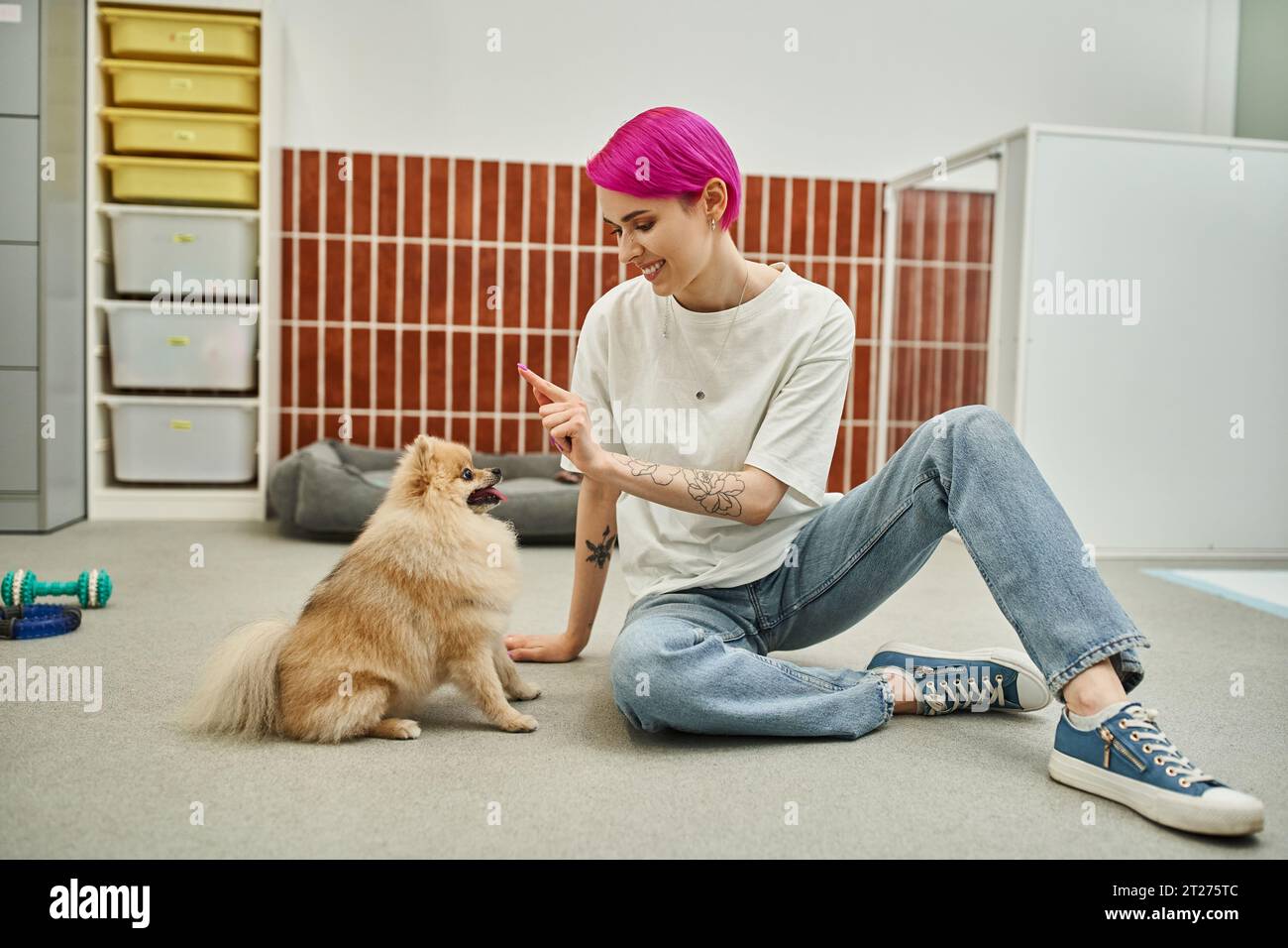 sorridente dog sitter che dà il comando di sit a pomeranian spitz durante l'allenamento in un hotel per animali domestici, obbedienza Foto Stock