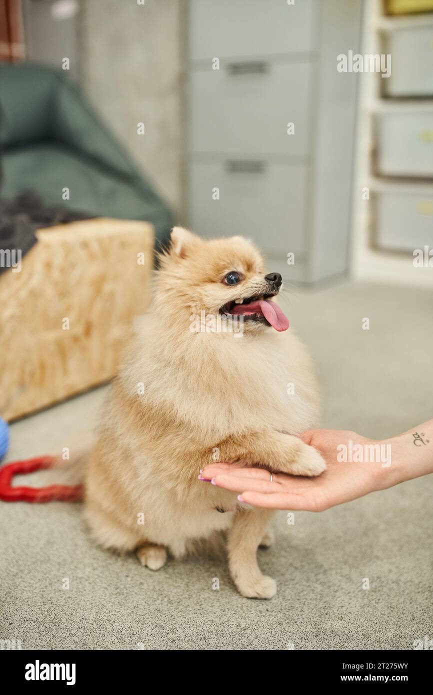 il giocoso pomeranian spitz dà la zampa alla dog sitter corta durante la lezione di allenamento in un accogliente hotel per animali domestici Foto Stock