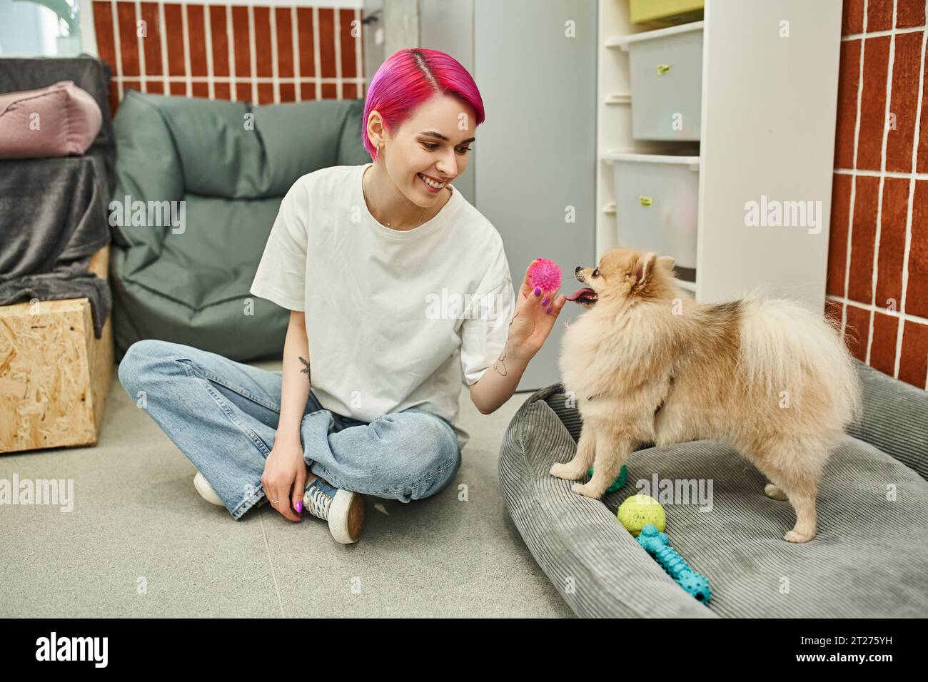 una dog sitter dai capelli viola che gioca con il simpatico pomeranian spitz in un hotel per animali domestici, divertimento canino Foto Stock