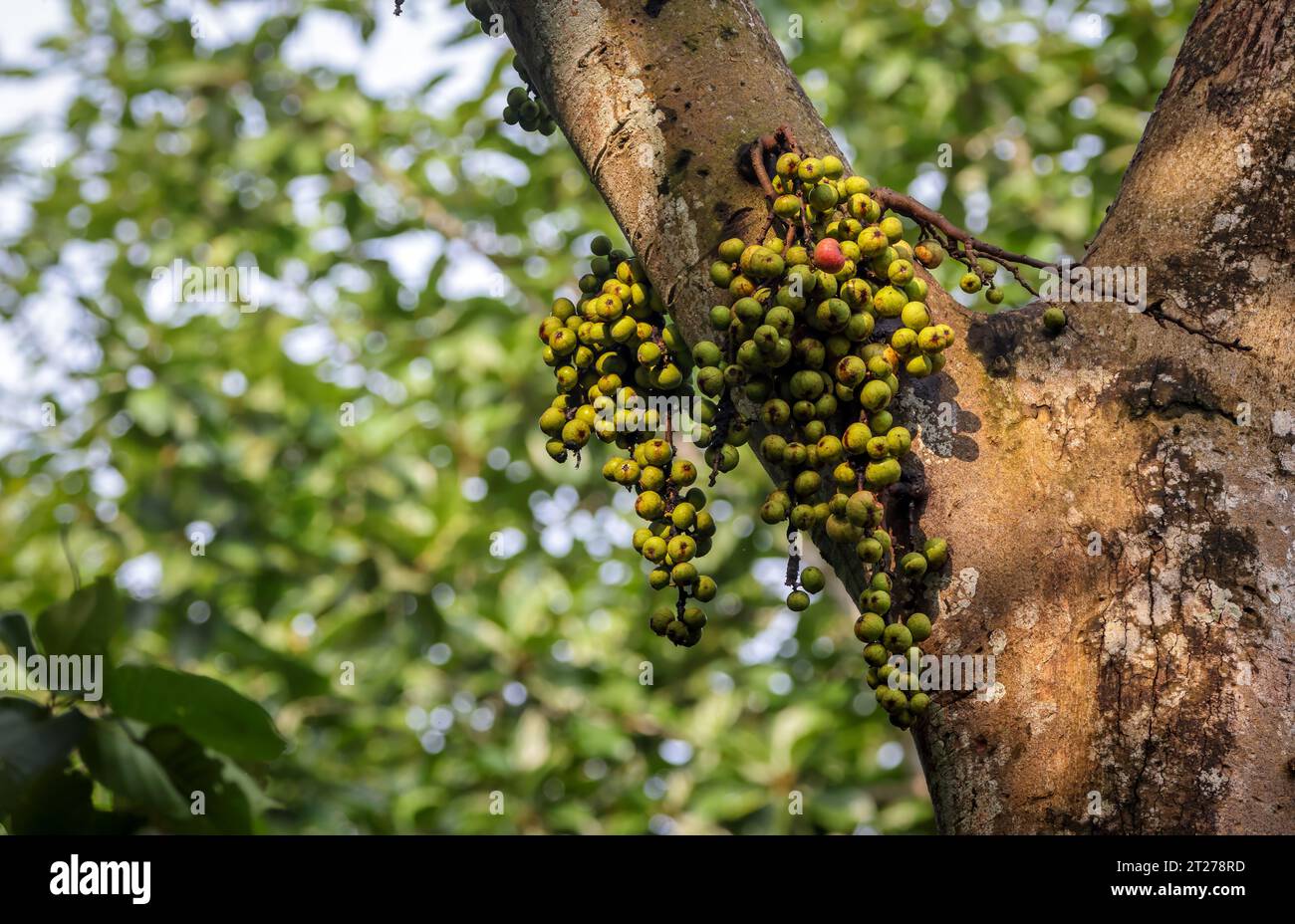 La Baccaurea motleyana è una specie di frutta e albero da frutto che cresce selvatico in alcune parti del sud-est asiatico ed è coltivata per i suoi frutti in Bangladesh, in Foto Stock