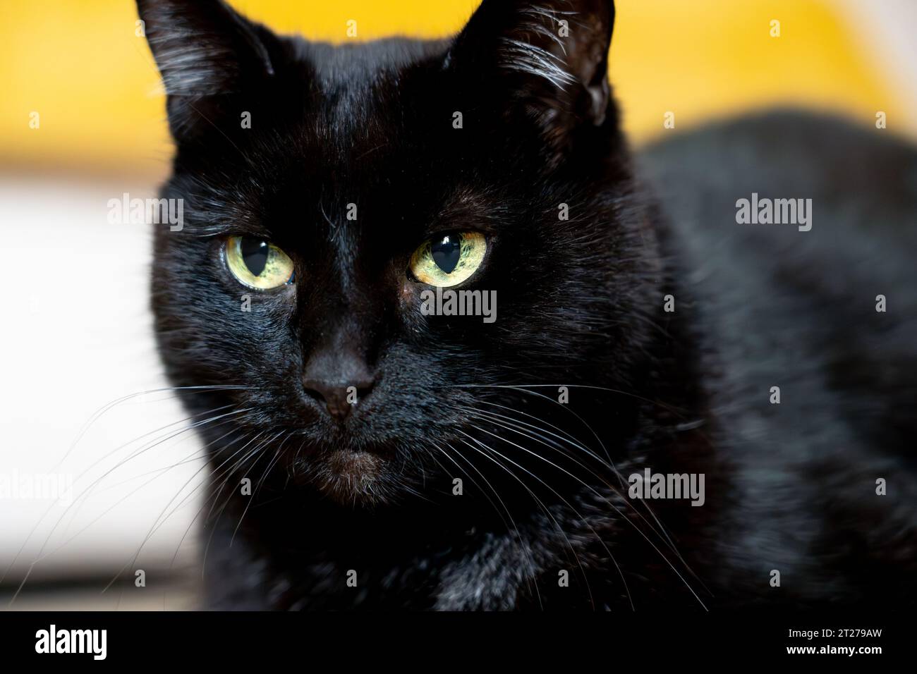 Ritratto di un gatto nero dagli occhi verdi Foto Stock