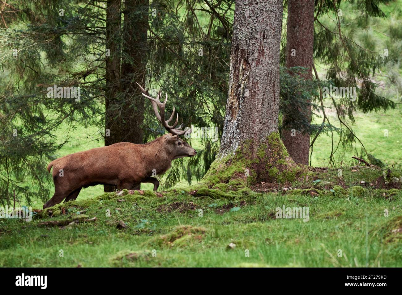 Veduta laterale di un cervo rosso maschio (Cervus elaphus) che si aggira liberamente nella foresta Foto Stock