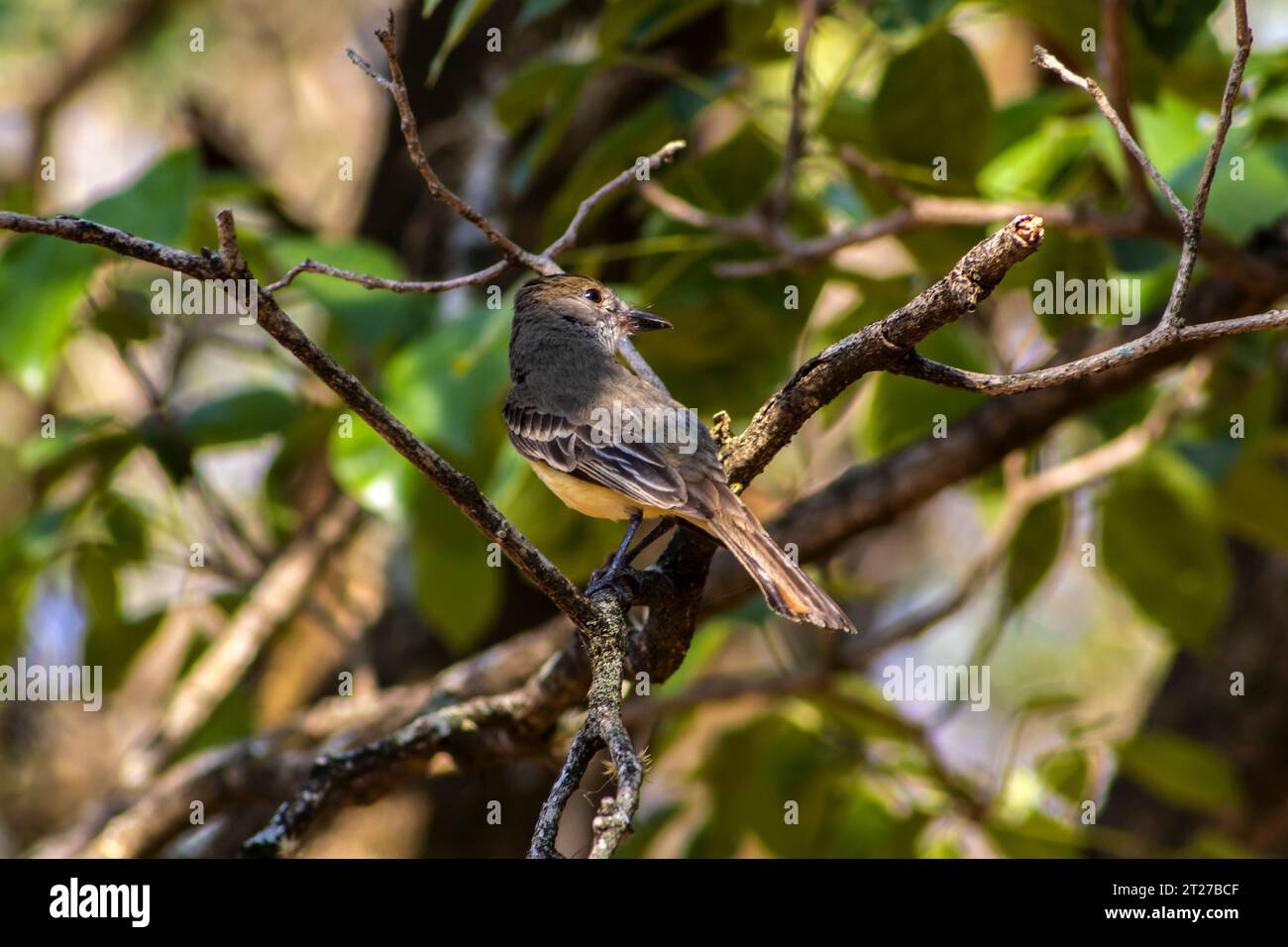 Il mirtillo a cresta marrone (Myiarchus tyrannulus). Arroccato su un albero in Brasile Foto Stock