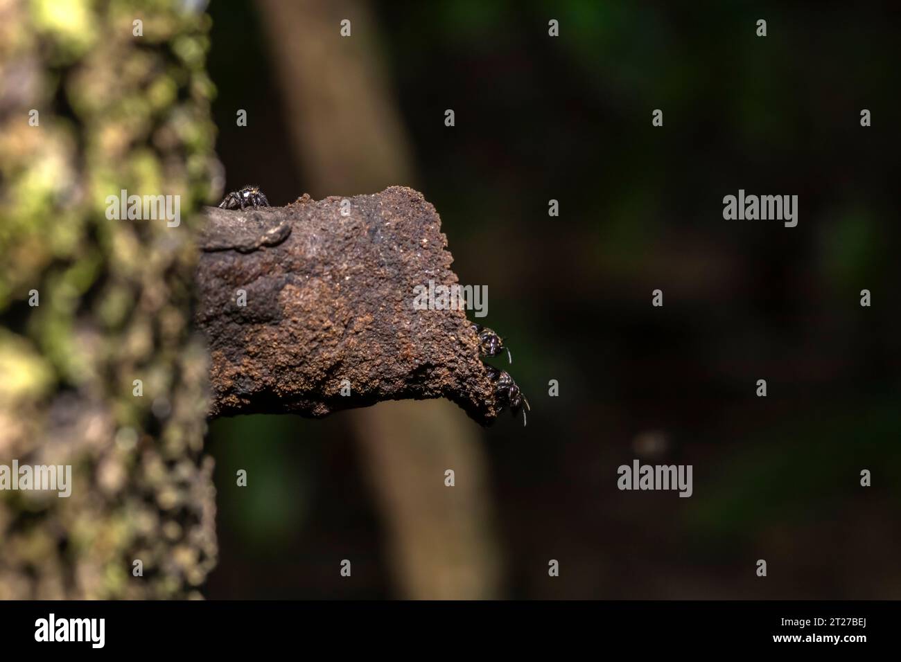 Ape brasiliana senza puntura nota come Tucuna (Scaptotrigona bipunctata) all'ingresso del suo nido o alveare, realizzata nel tronco di un albero in Brasile Foto Stock