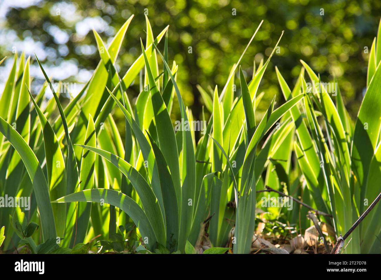 Foglie spesse a forma di spada verde Foto Stock