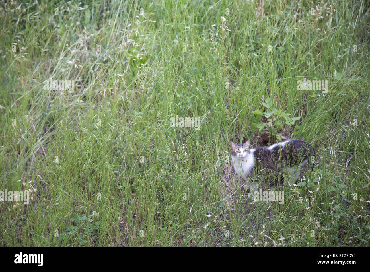 Cat nascondendo in erba Foto Stock