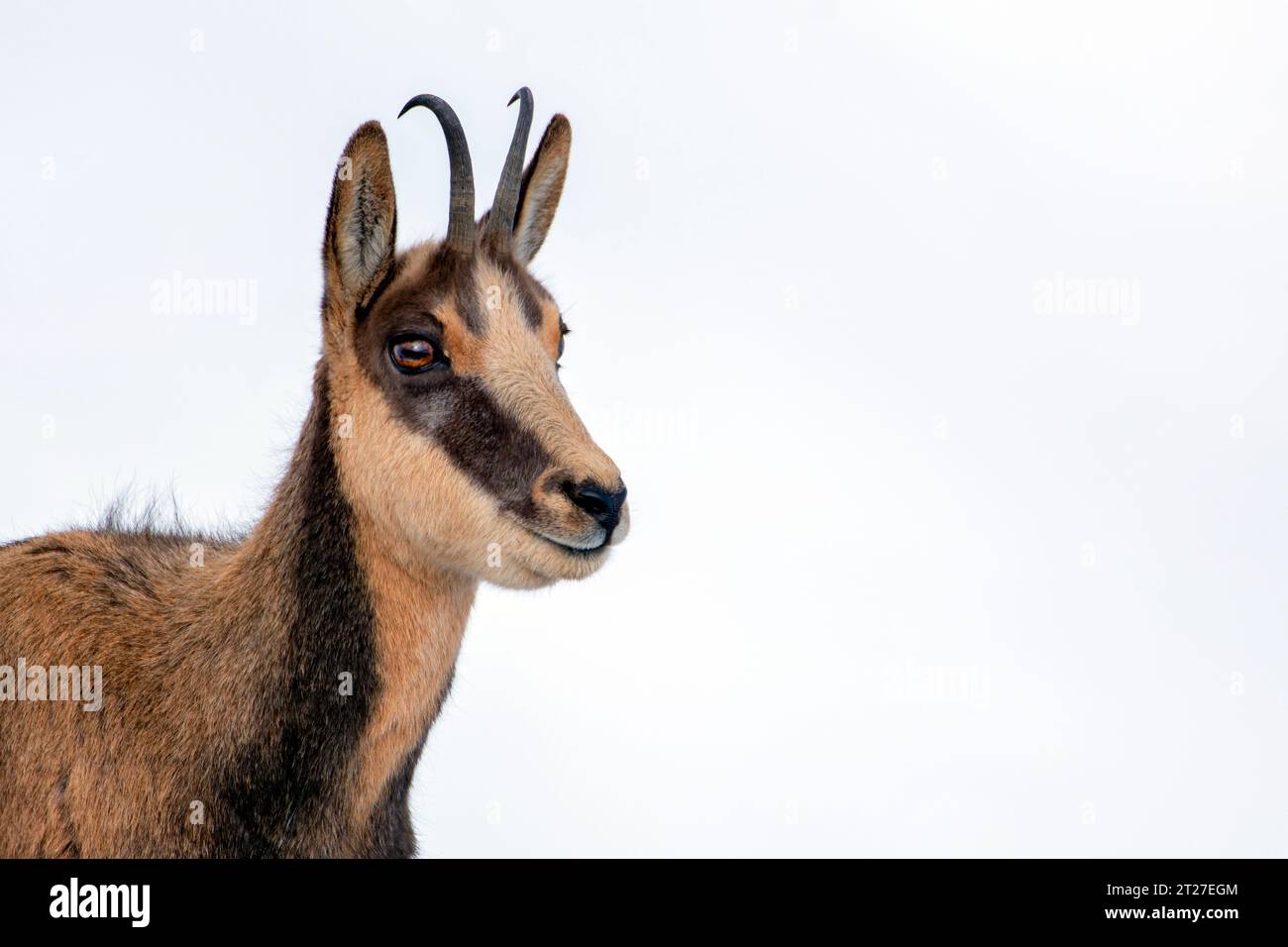 Il camoscio nella neve sulle cime del Parco Nazionale Picos de Europa in Spagna. Rebeco,Rupicapra rupicapra. Foto Stock