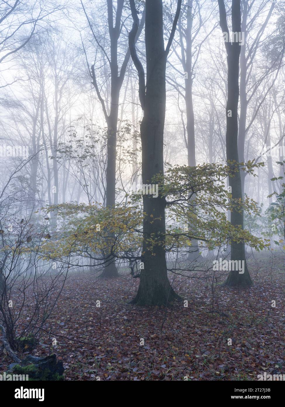 La quintessenza del bosco di latifoglie inglesi in autunno con nebbia, South Shropshire, Inghilterra, Regno Unito Foto Stock