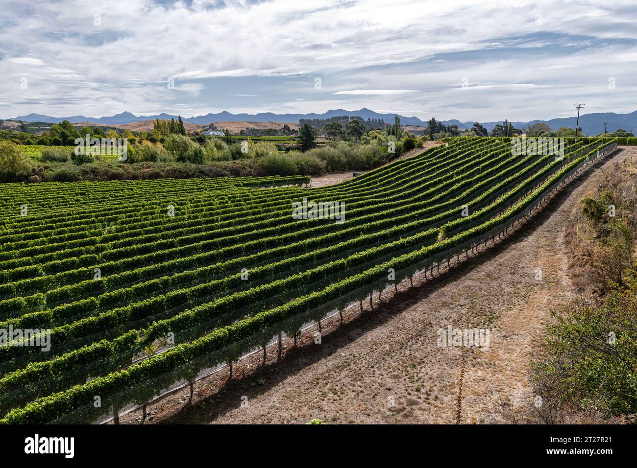 Sauvignon Blanc, vigneti di Marlboruogh, South Island, nuova Zelanda Foto Stock