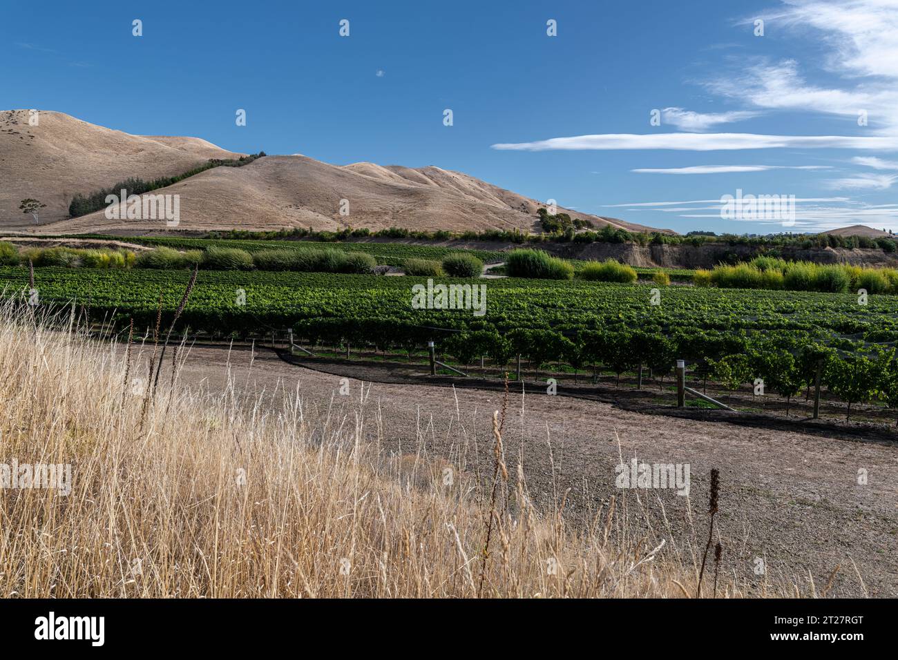 Sauvignon Blanc, vigneti di Marlboruogh, South Island, nuova Zelanda Foto Stock