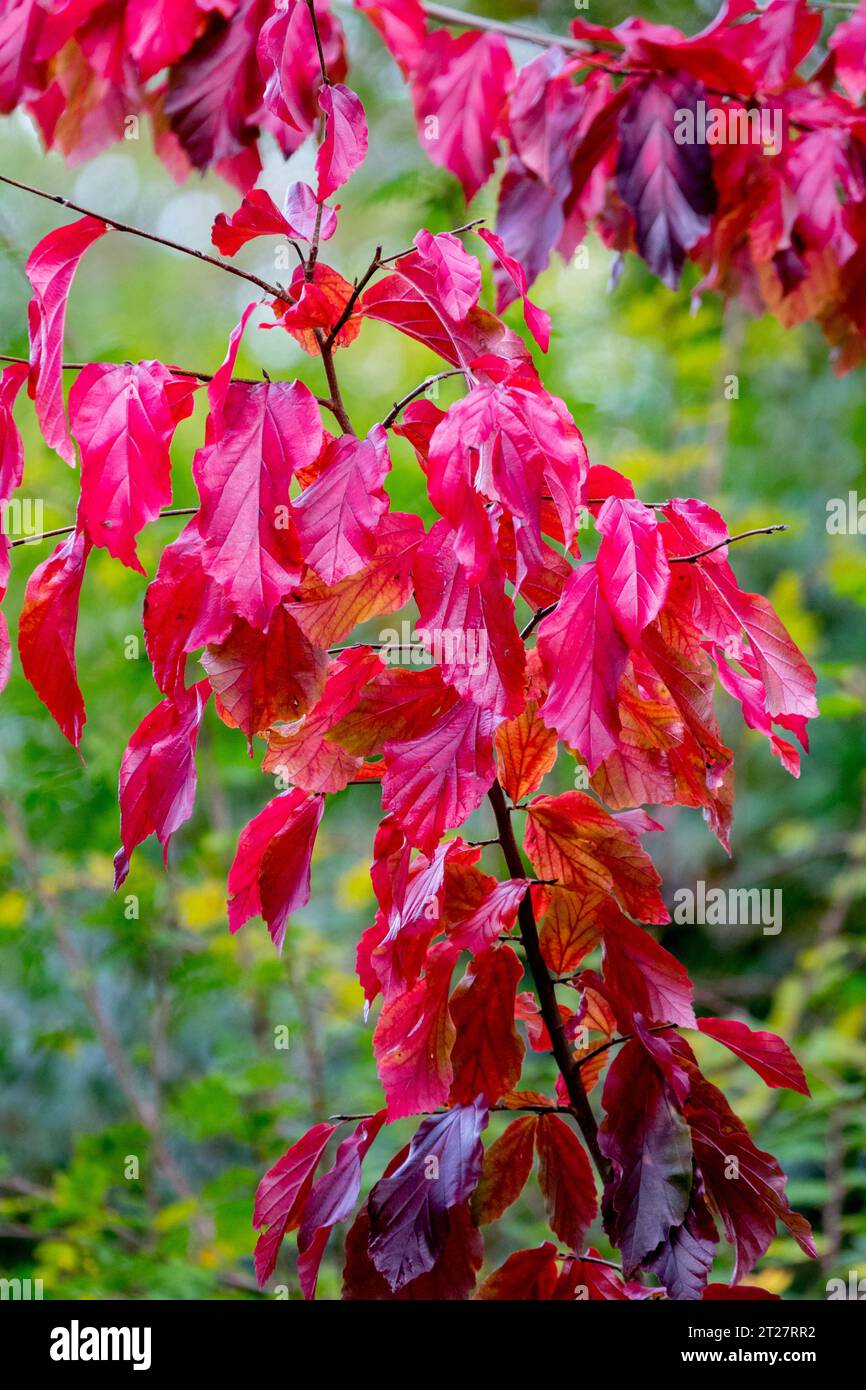 Parrotia, Tree, Turn Red, Leaves, Parrotia persica, autunno, Foliage Foto Stock