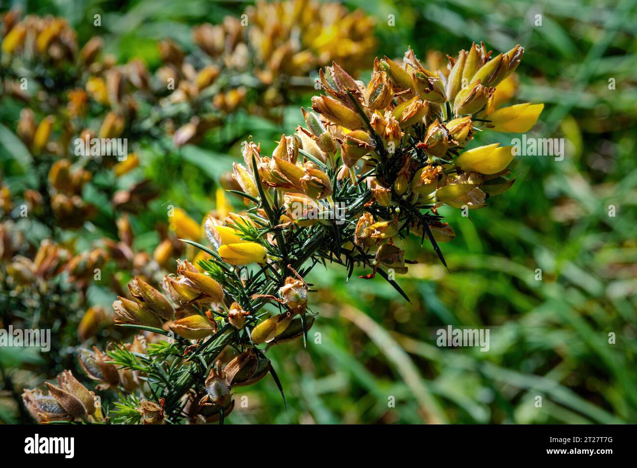 Pianta di gorse della nuova Zelanda, ha introdotto la pianta invasiva Foto Stock