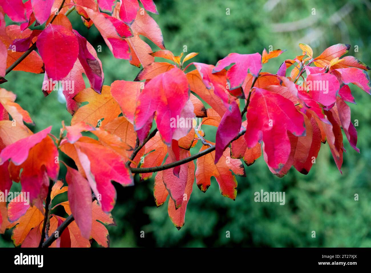 Sassafras albidum, albero, Rosso, foglie di fogliame, autunno, stagione, colore di Sassafras Foto Stock