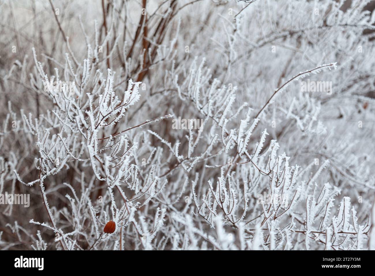 hoarfrost, ora invernale, paesaggio invernale, rami ghiacciati, inverno da favola Foto Stock