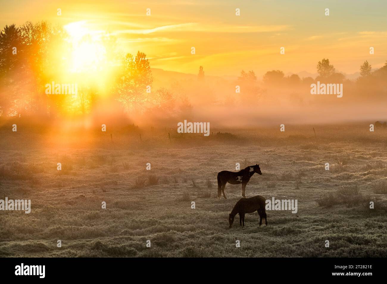 Cavalli in campo nebbioso Foto Stock