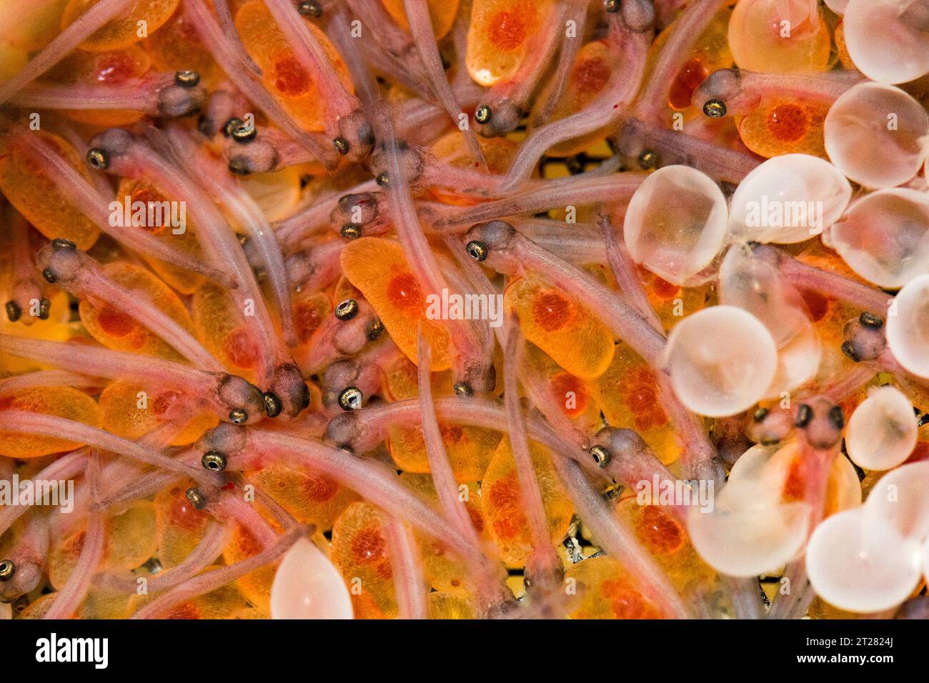 Trota arcobaleno, Oncorhynchus mykiss, schiusa presso il laboratorio di ricerca dell'ARS National Center for Cool and Cold Water di Leetown, W. V. Una singola trota può produrre fino a 5000 figli per razza. Foto Stock