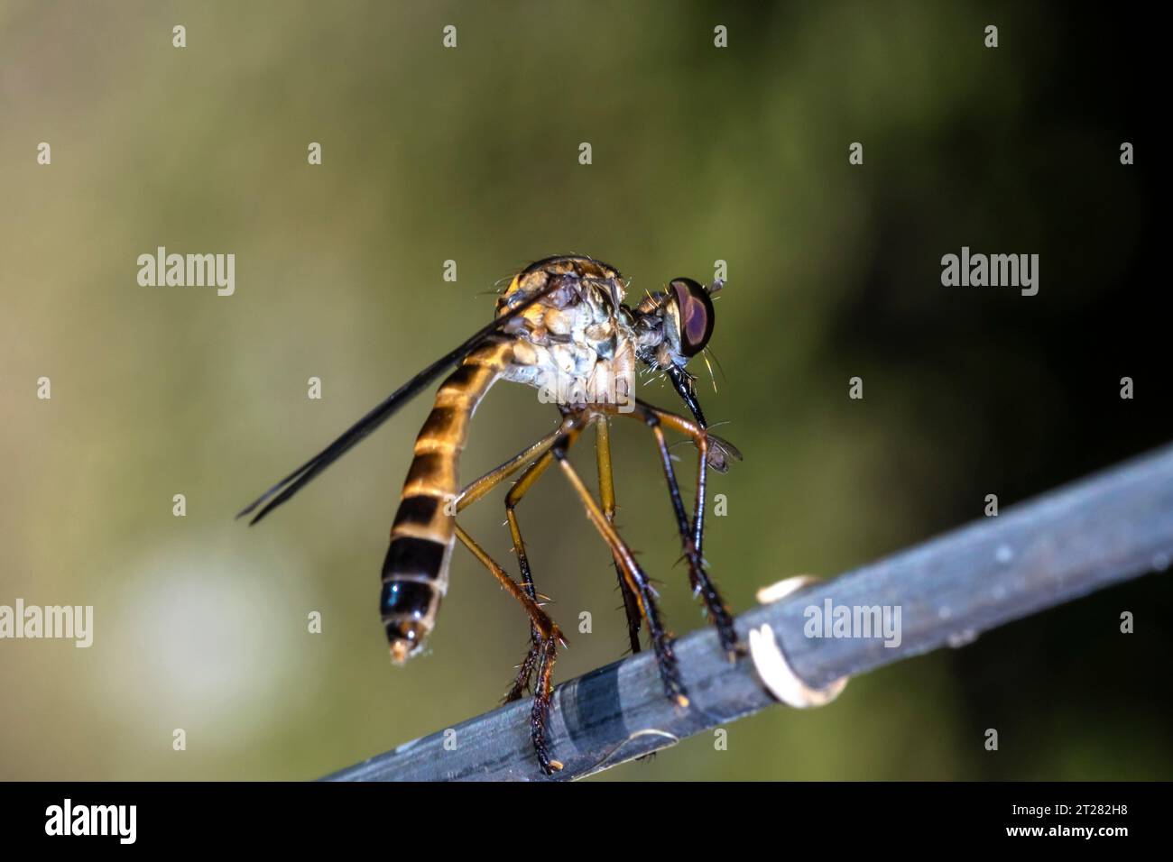 La vista ravvicinata dello stenopogon è un genere di mosche rapinatori, insetti della famiglia asilidae in Brasile Foto Stock