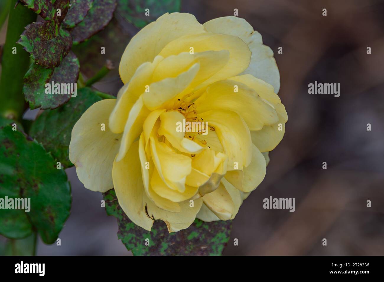 Yellow Rose Bloom in autunno, Pennsylvania USA Foto Stock