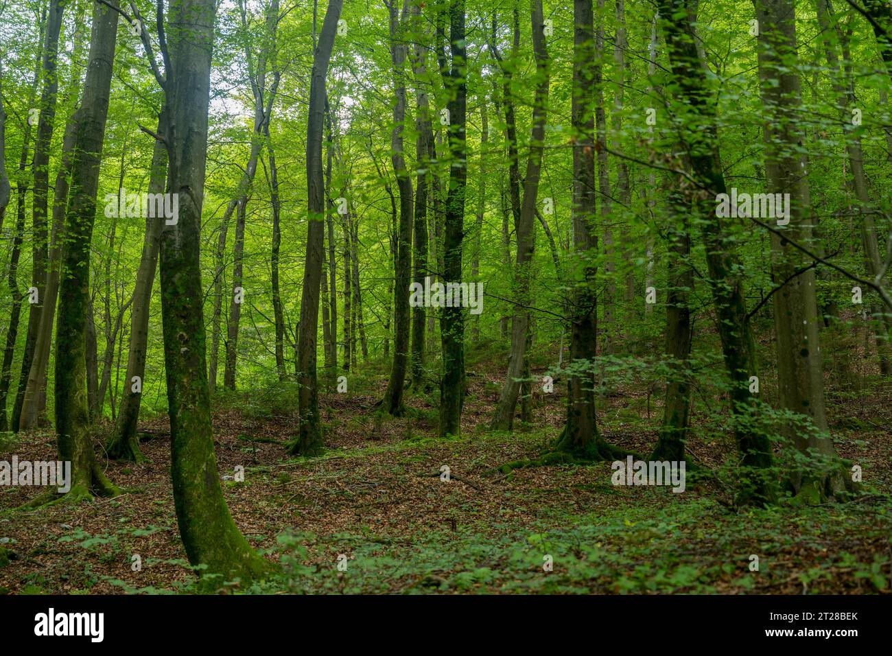 All'interno di una foresta di faggi presso la Gola di Vintgar vicino a Bled, Alpi slovene, Slovenia. Foto Stock