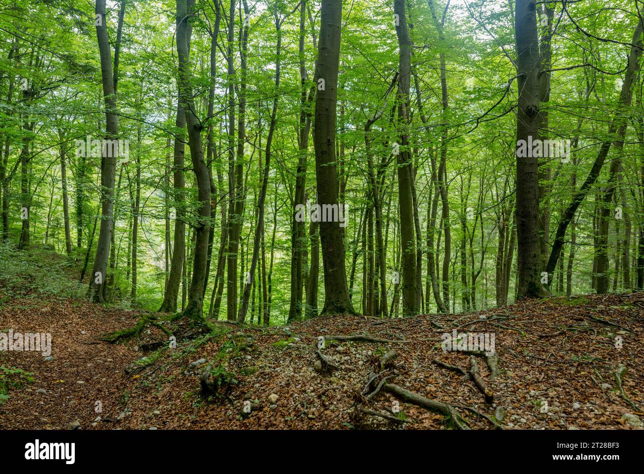 All'interno di una foresta di faggi presso la Gola di Vintgar vicino a Bled, Alpi slovene, Slovenia. Foto Stock