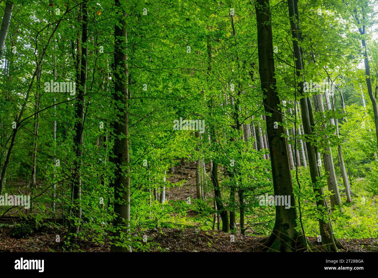 All'interno di una foresta di faggi presso la Gola di Vintgar vicino a Bled, Alpi slovene, Slovenia. Foto Stock