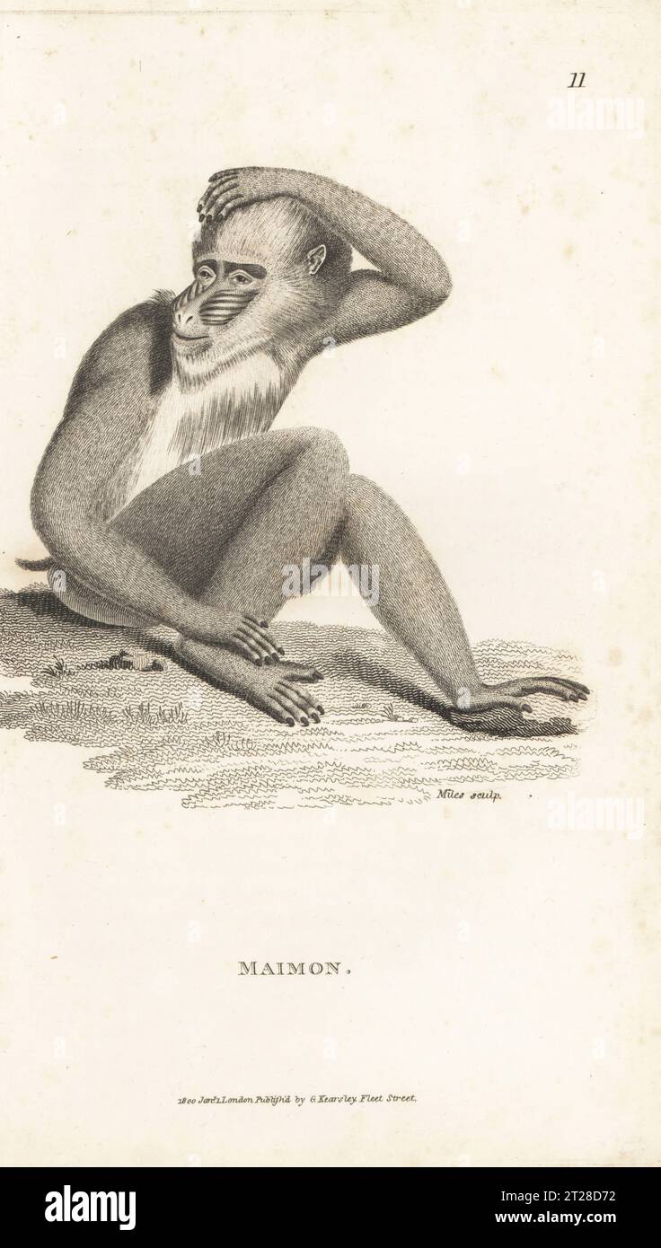 Mandrill, Mandrillus sphinx. Maimon, simia maimon. Dopo un'illustrazione di James Sowerby in Speculum Linnaeanum, 1790. Incisione su piastra di rame di Miles from George Shaw's General Zoology: Mammalia, G. Kearsley, Fleet Street, Londra, 1800. Foto Stock