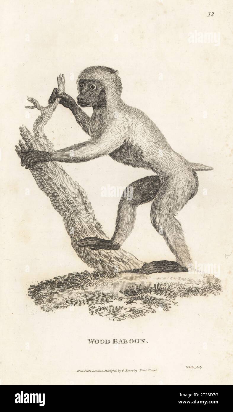 Drill, Mandrillus leucophaeus. In pericolo. Babbuino di legno, simia sylvestris. Dopo un'illustrazione di Peter Mazell nel Museo Leverianum. Incisione su lastra di rame di White da General Zoology di George Shaw: Mammalia, G. Kearsley, Fleet Street, Londra, 1800. Foto Stock