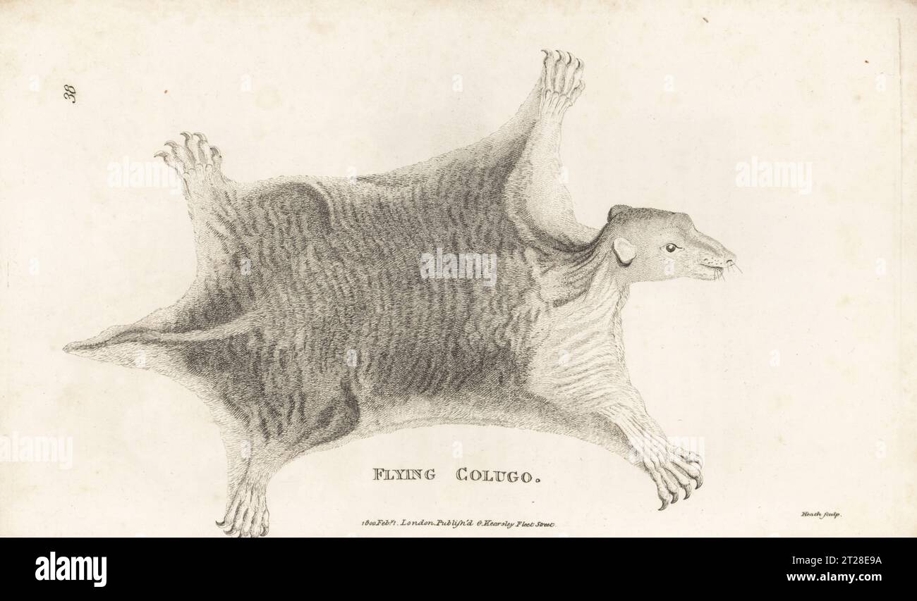 Lemuri volanti filippini, Cynocephalus volans. Colugo volante, vulani Galeopithecus. Dopo un'illustrazione di Peter Simon Pallas. Incisione su lastra di rame di James Heath dalla General Zoology di George Shaw: Mammalia, G. Kearsley, Fleet Street, Londra, 1800. Foto Stock