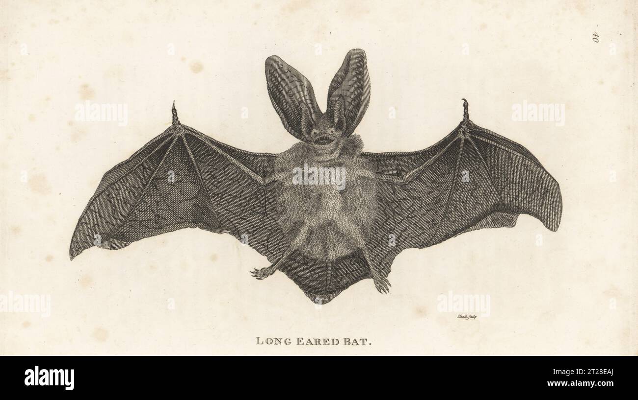 Pipistrello marrone con orecchie lunghe, Plecotus auritus subsp. aurito. (Vespertilio auritus). Incisione su lastra di rame di James Heath dalla General Zoology di George Shaw: Mammalia, G. Kearsley, Fleet Street, Londra, 1800. Foto Stock