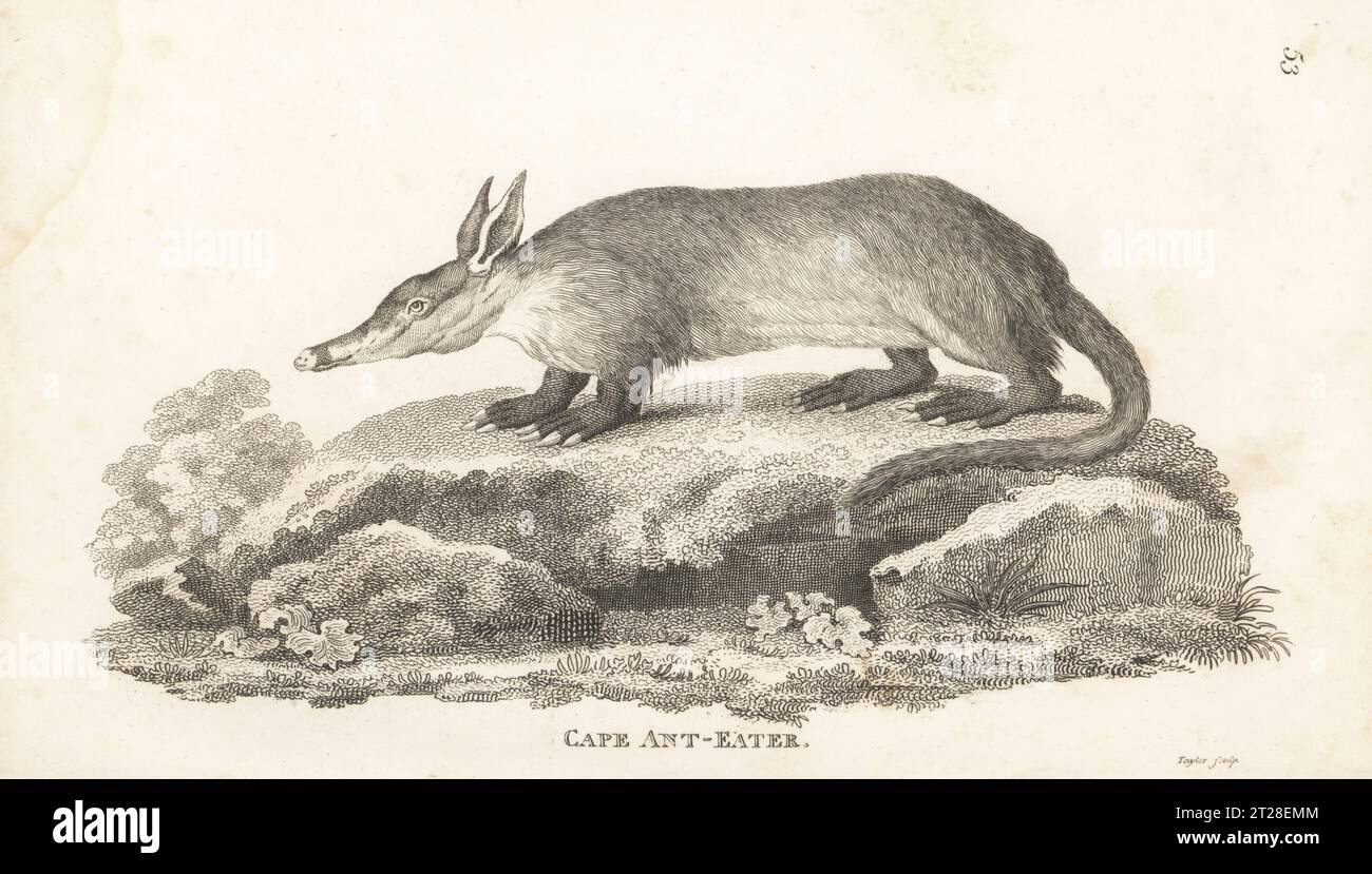 Aardvark, Orycteropus afer. Mangia formica, Myrmecophaga capensis. Incisione su lastra di rame di Taylor da General Zoology di George Shaw: Mammalia, G. Kearsley, Fleet Street, Londra, 1800. Foto Stock