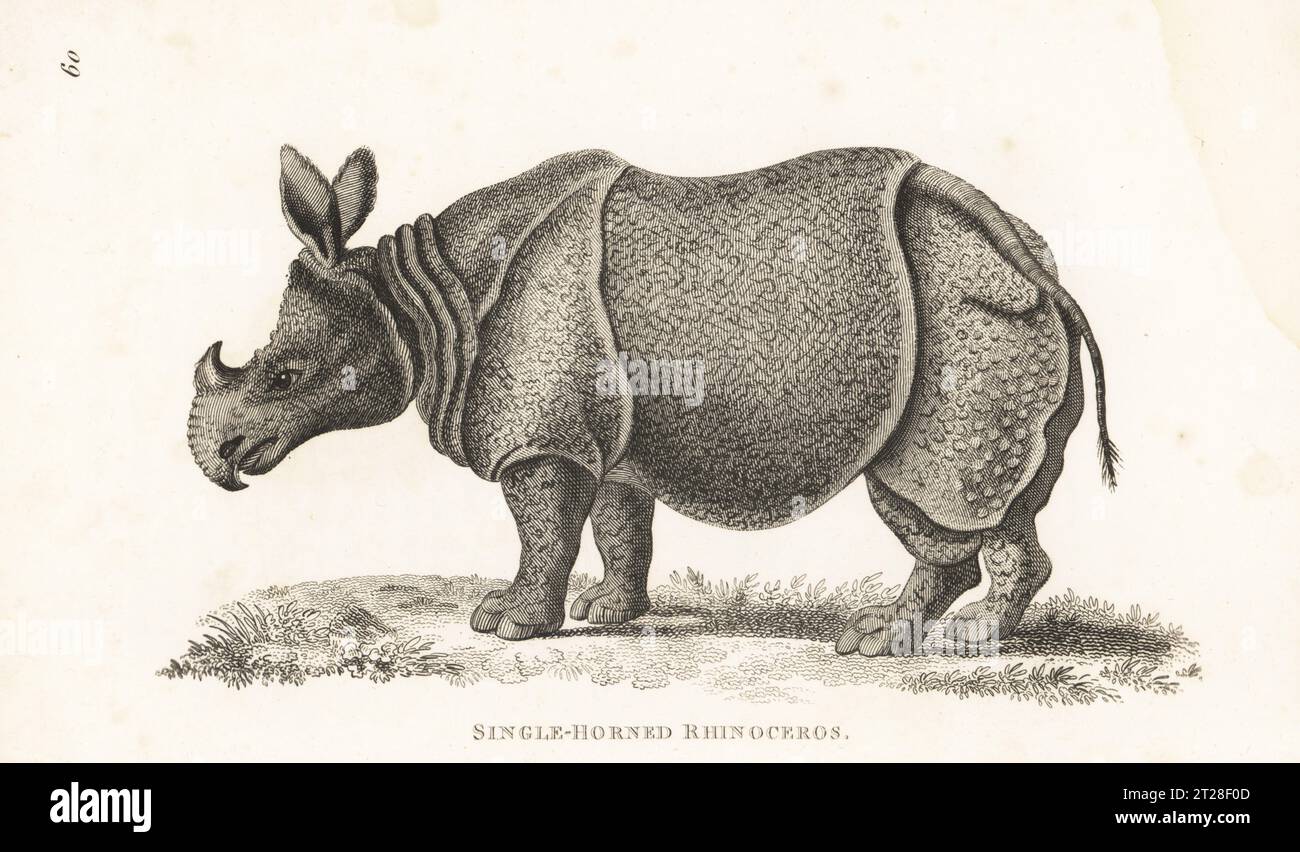 Rinoceronte indiano o rinoceronte a corna singola, Rhinoceros unicornis. Incisione su lastra di rame di James Heath dalla General Zoology di George Shaw: Mammalia, G. Kearsley, Fleet Street, Londra, 1800. Foto Stock