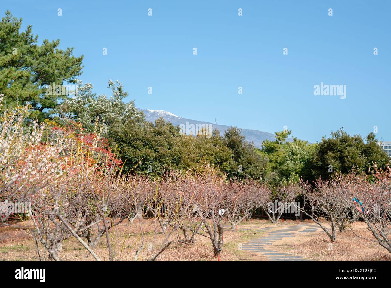 Seogwipo Chilsimni Poetry Park fiore di prugna e montagna Hallasan nell'isola di Jeju, Corea Foto Stock