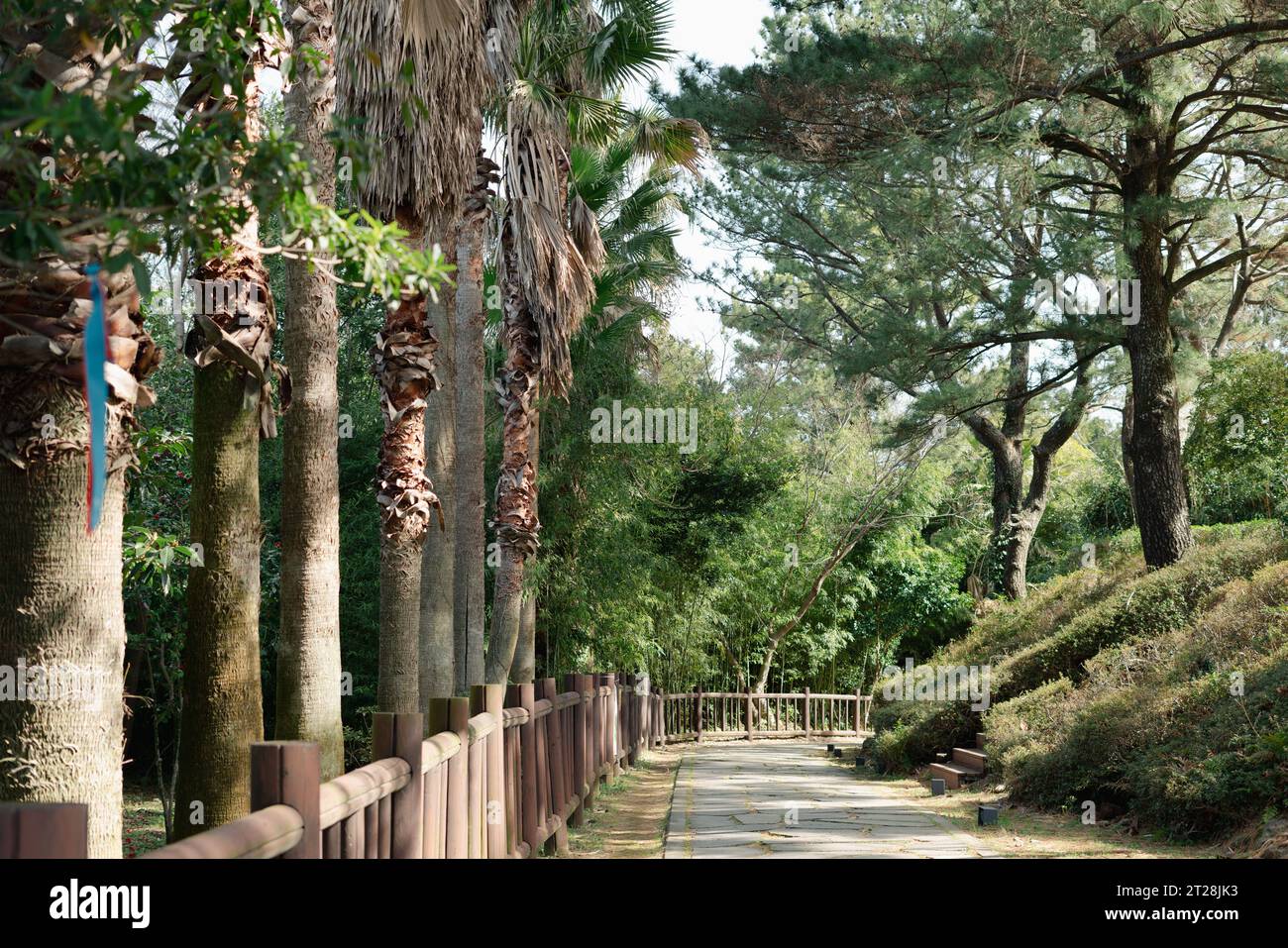 Seogwipo Chilsimni Poetry Park Olle Trail strada forestale verde sull'isola di Jeju, Corea Foto Stock