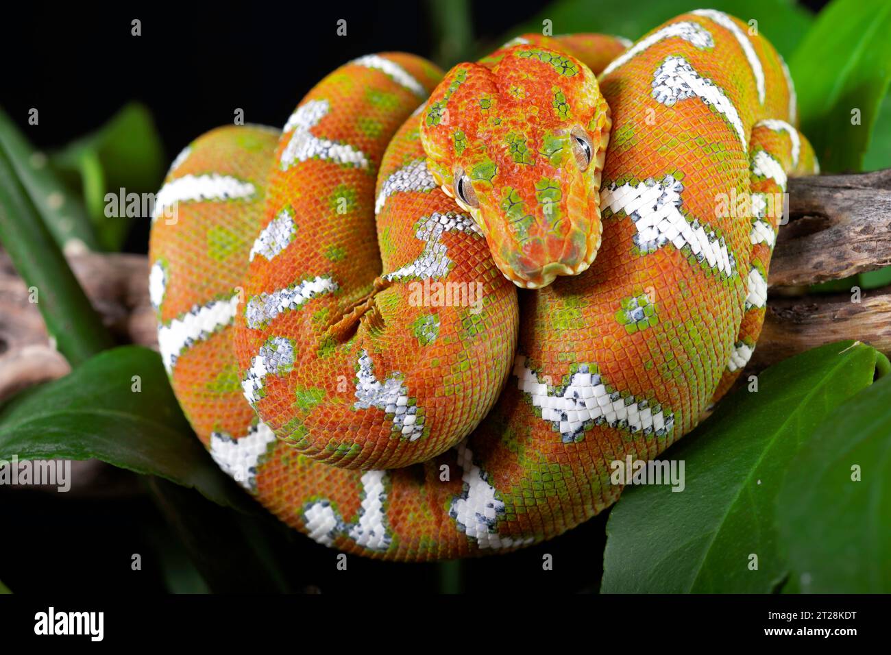 Emerald Tree Boa Foto Stock