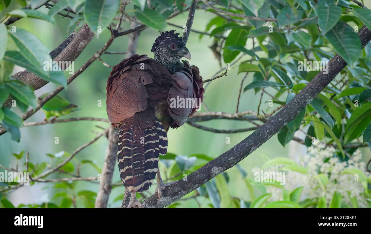 vista posteriore di un grande uccello di curassow femminile che cammina su un albero Foto Stock