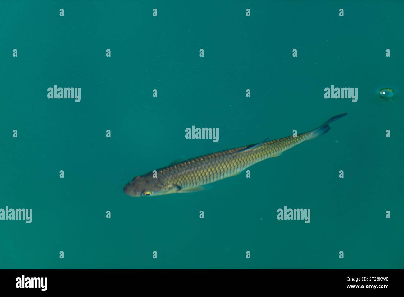 Nuoto di trote nel lago al Parco Nazionale dei Laghi di Plitvice, Croazia. Foto Stock