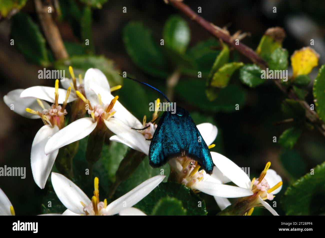 Non lo odi quando scatti un bellissimo soggetto e non riesci a identificarlo? Questa iridescente falena ha attirato la mia attenzione, ma ore di ricerca sono fallite. Foto Stock