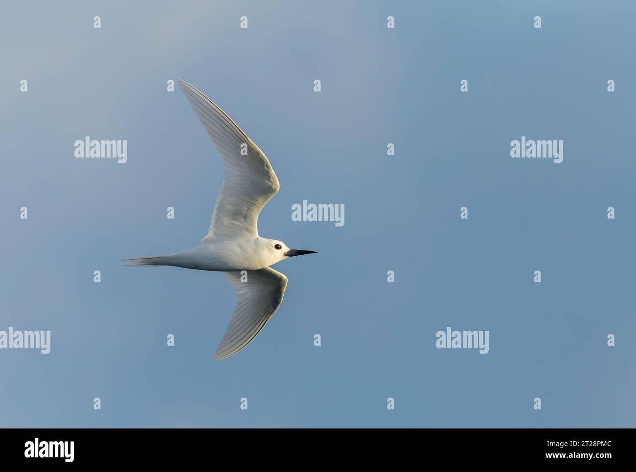 Indo-pacific White Tern (Gygis (alba) candida) in volo al largo dell'isola di Norfolk, Australia. Foto Stock