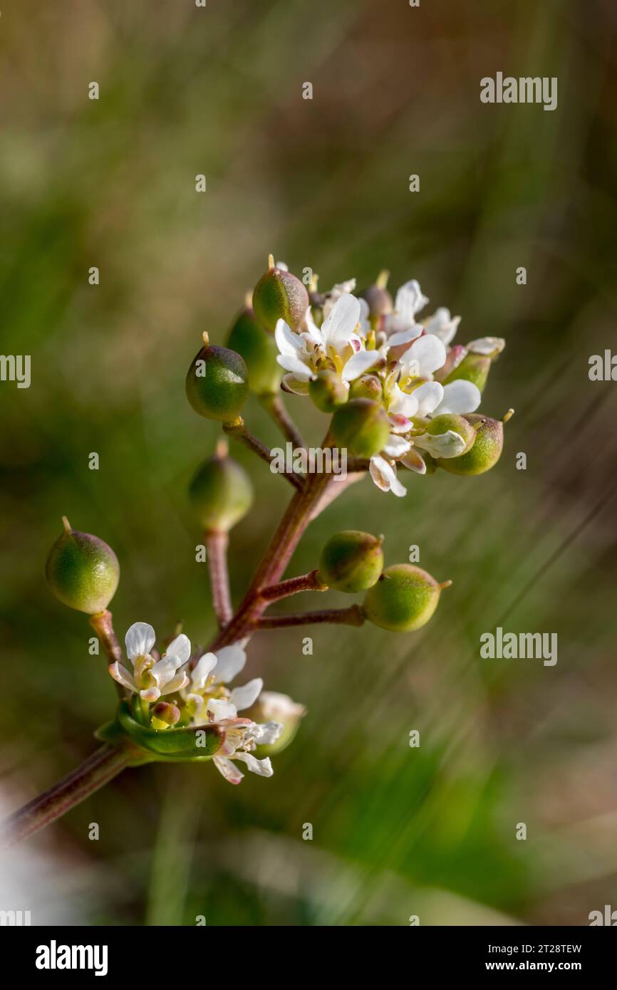 Comune Scurvygrass Cochlearia officinalis pieno di vitamina C per il trattamento dello scorbuto nel XVII secolo Foto Stock