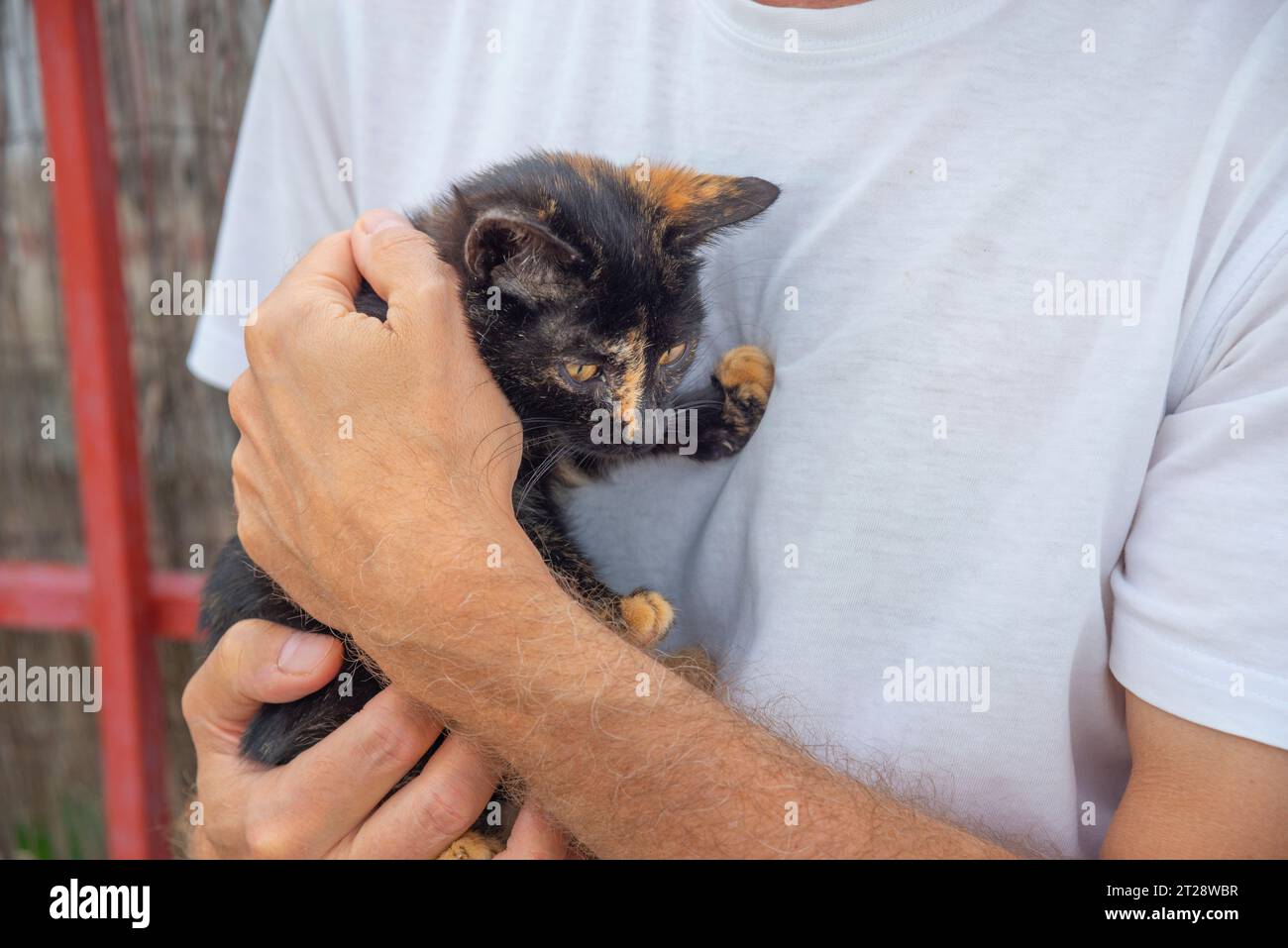 Un uomo che tiene un gattino carey. Foto Stock