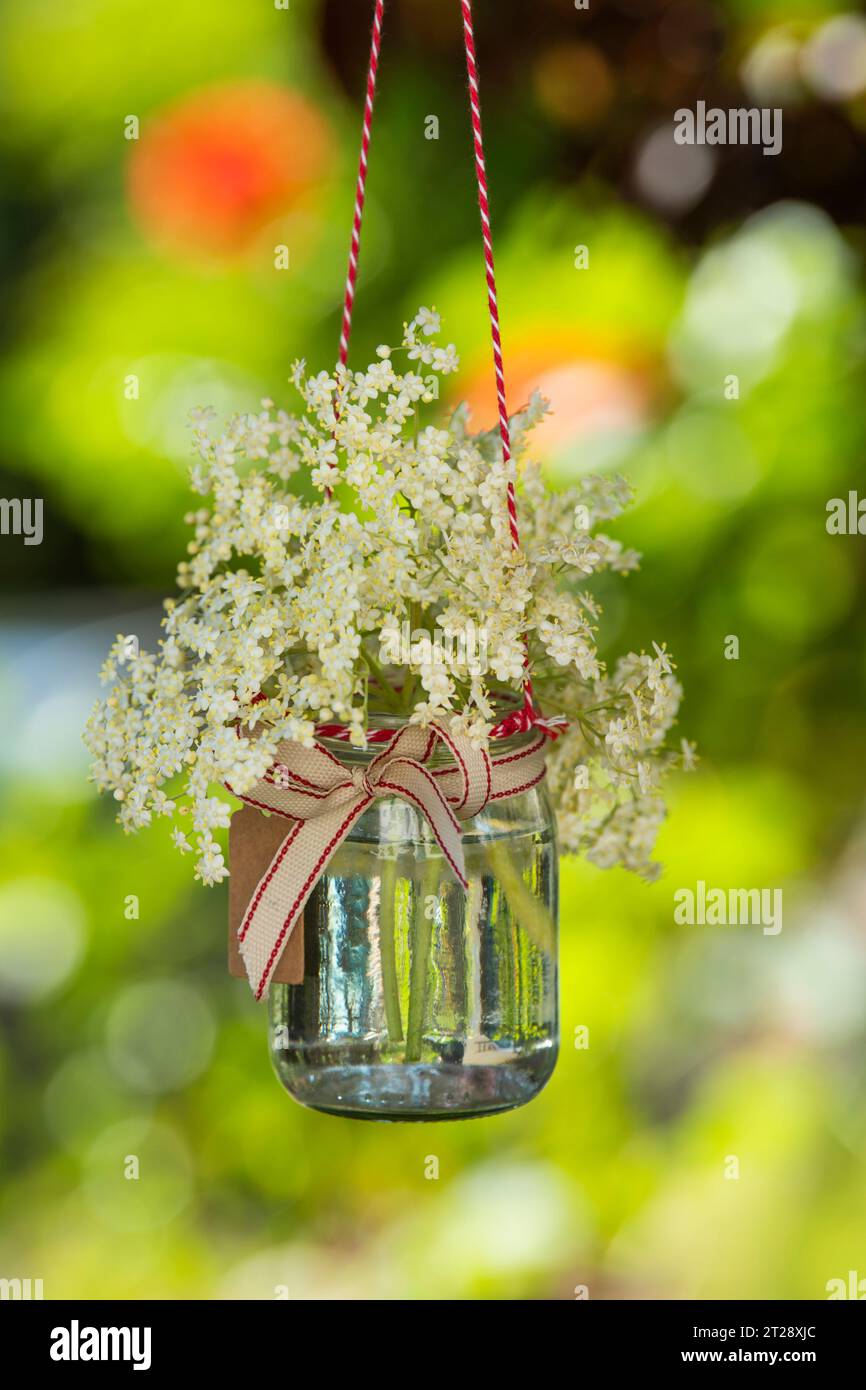 Fiore d'Elderflower in un bicchiere su sfondo naturale Foto Stock