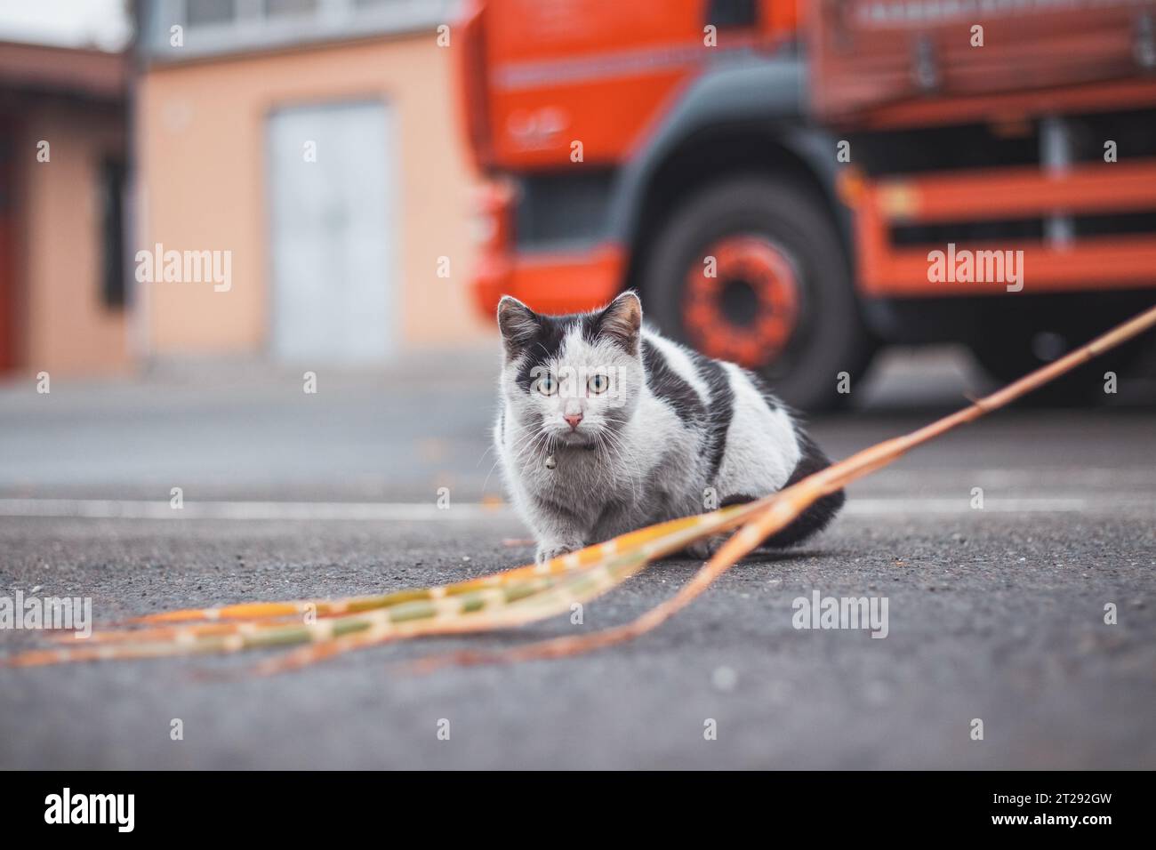 Ritratto di un gattino bianco e nero con una campana che salta e gioca con un giocattolo. La gioia dei bambini di giocare. Animali domestici. Foto Stock